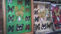 collection de papillons géants