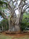 le Baobab éléphant